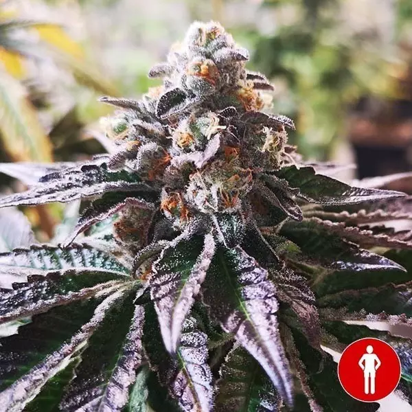 Sicht Cookies Purple Punch von Medical Seeds kaufen - DE