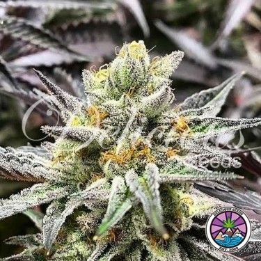 Leckere Kekse von Delicious Seeds - GB kaufen