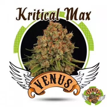 Kritical Max von Venus Genetics feminisiert - Billig Grow
