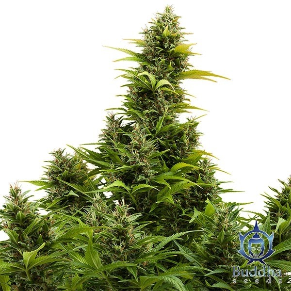 View Medikit Auto CBD