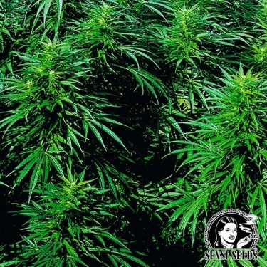 View Ruderalis Skunk ® Selbstblühend Sensi Seeds - Günstiges Wachstum