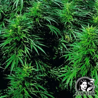 Ruderalis Skunk ® Selbstblühend Sensi Seeds - Günstiges Wachstum
