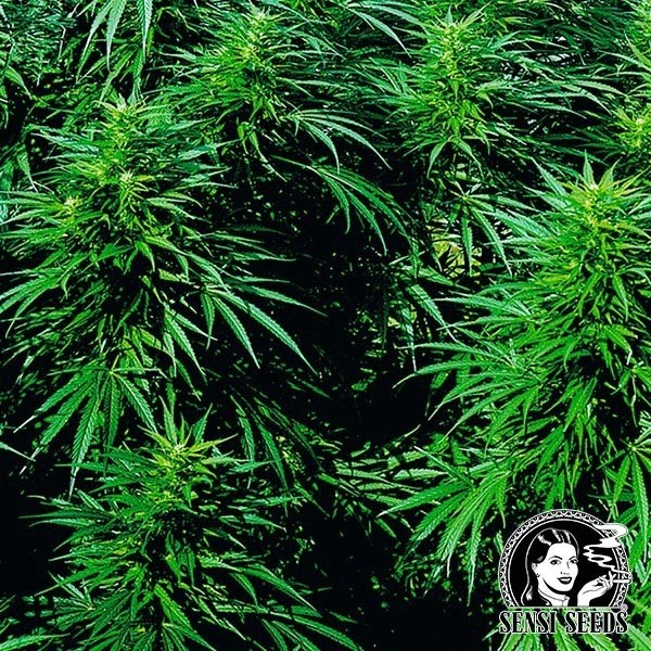 View Ruderalis Skunk ® Selbstblühend Sensi Seeds - Günstiges Wachstum