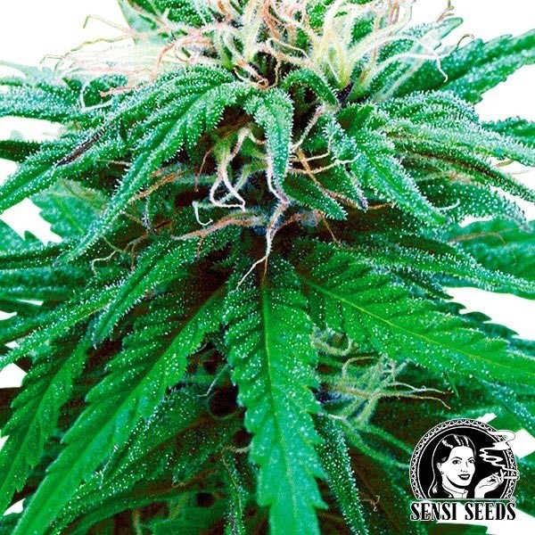 Ruderalis Indica® Reguläre Automatik Sensi Seeds - Günstig anbauen