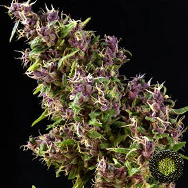 View Purple Paro Valley feminisiert Mandala Seeds - Günstig anbauen