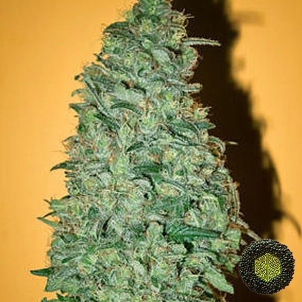 View California Dream, feminisierte Sorte von Mandala Seeds - Günstig anbauen