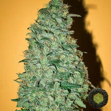 California Dream, feminisierte Sorte von Mandala Seeds - Günstig anbauen