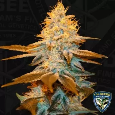 Erdbeerklebstoff - T.H. Seeds - feminisiert - Günstig anbauen