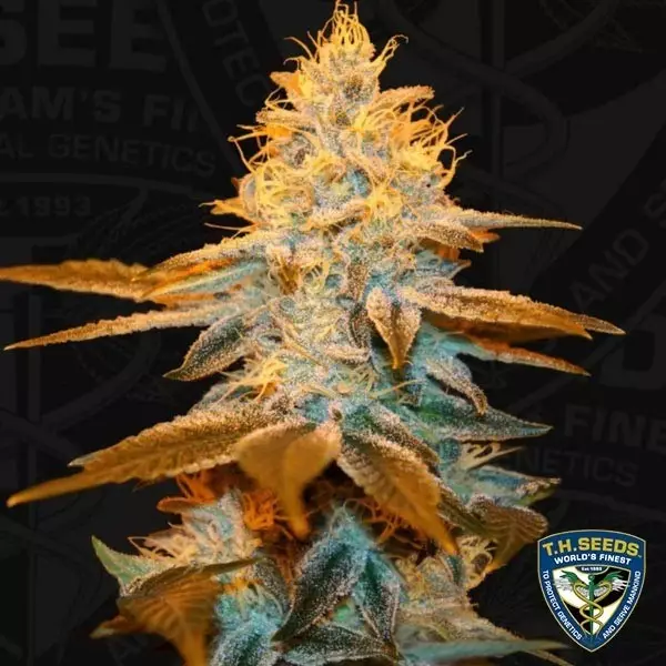 Sicht Erdbeerklebstoff - T.H. Seeds - feminisiert - Günstig anbauen