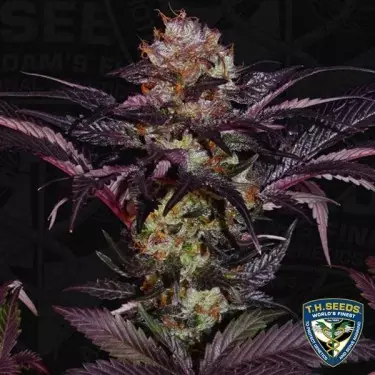 French Macaron - T.H. Seeds - feminisiert - Günstig Anbauen