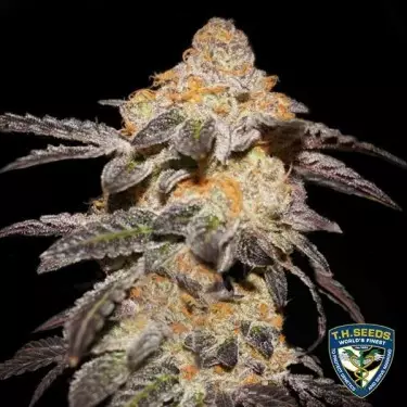 Französische Kekse - T.H. Seeds - 100% weiblich - GB The Green Brand