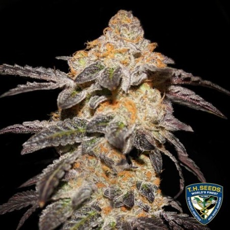 Französische Kekse - T.H. Seeds - 100% weiblich - GB The Green Brand