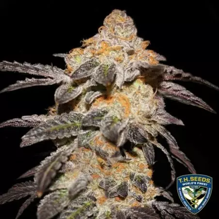 Französische Kekse - T.H. Seeds - 100% weiblich - GB The Green Brand