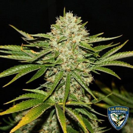 Feminisierte Wreckage von T.H. Seeds - Günstig anbauen