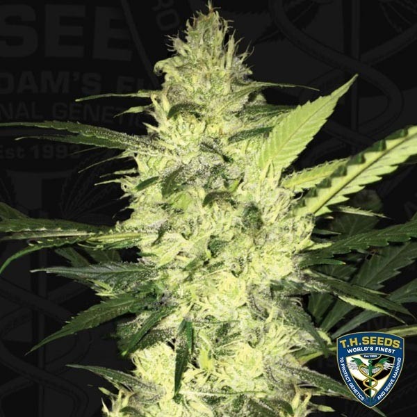 View Der S.A.G.E. von T.H. Seeds feminisiert - GB The Green Brand