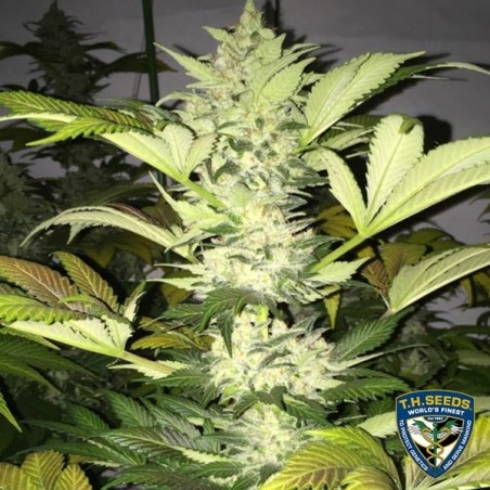 Roof 95 Plante de marijuana
