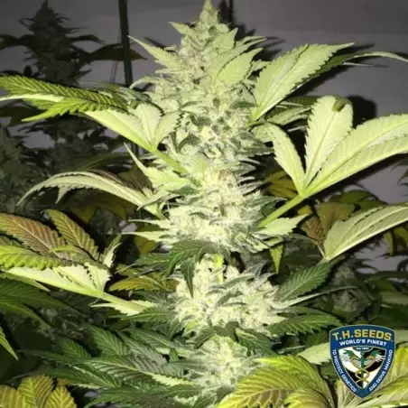 Roof 95 Plante de marijuana