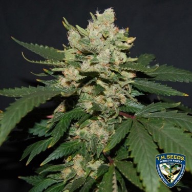 M.O.B. von T.H. Seeds feminisierte Samen - Günstig Anbauen