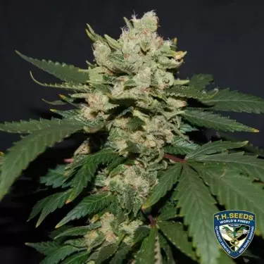 M.O.B. von T.H. Seeds feminisierte Samen - Günstig Anbauen