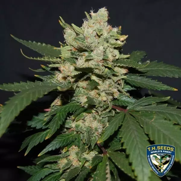 Sicht M.O.B. von T.H. Seeds feminisierte Samen - Günstig Anbauen