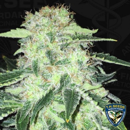 Die S.A.G.E. CBD Feminisierte von T.H. Seeds - Günstig Anbauen
