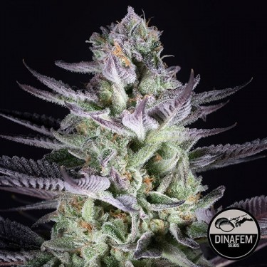 Blaubeer-Kekse-Samen von Dinafem Seeds - Günstig Wachsen