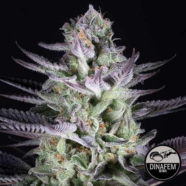 View Blaubeer-Kekse-Samen von Dinafem Seeds - Günstig Wachsen
