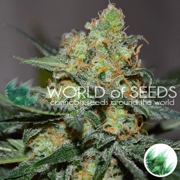 View Afghan Kush x Skunk