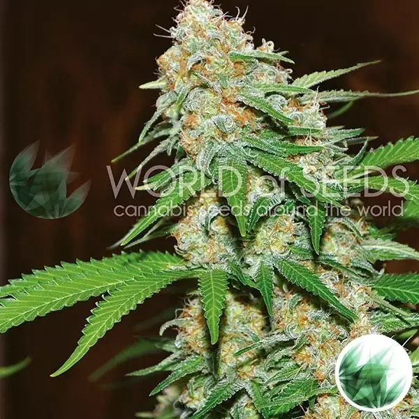 Mazar X White Rhino von World of Seeds - Günstig Wachsen