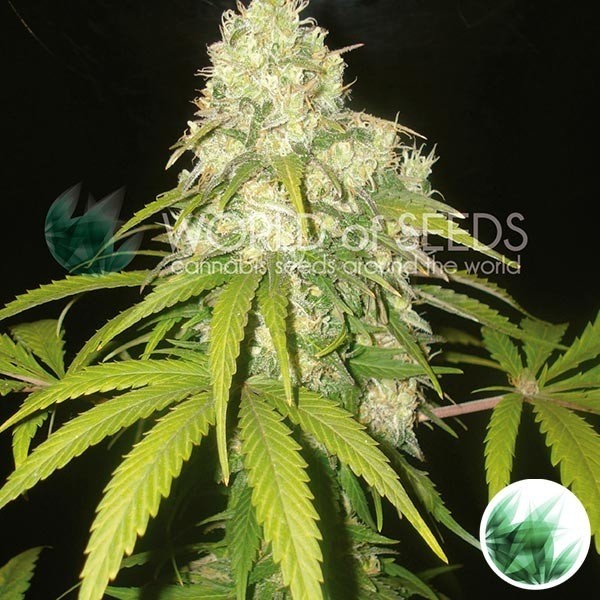 View Afghan Kush x Yumbolt