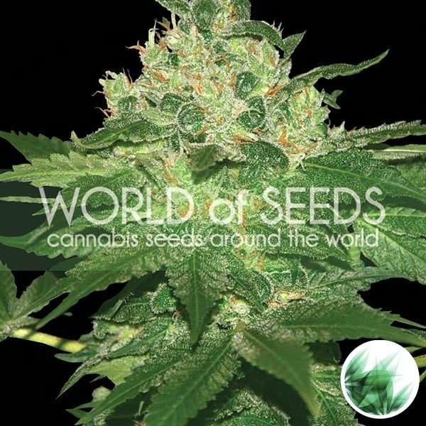Plante de marijuana Afghan Kush