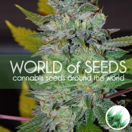 Raum von World of Seeds feminisiert - Günstig wachsen