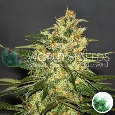 Ketama von World of Seeds feminisiert - GB The Green Brand