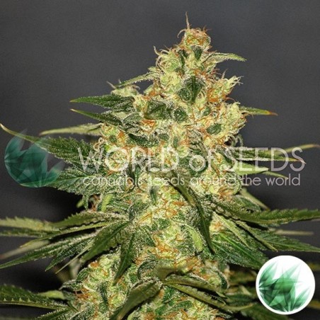 Ketama von World of Seeds feminisiert - GB The Green Brand