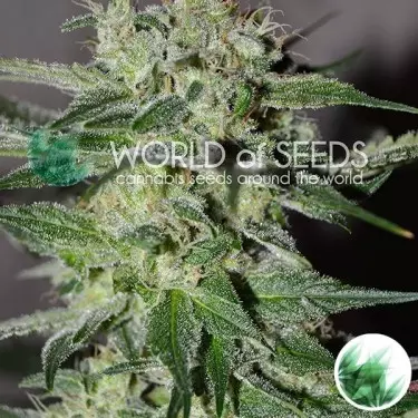 Pakistan Valley von World of Seeds feminisiert - Günstig anbauen