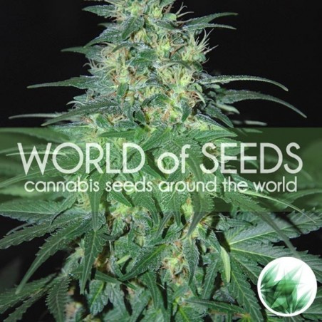 Südafrikanisches Kwazulu von World of Seeds - Günstig anbauen