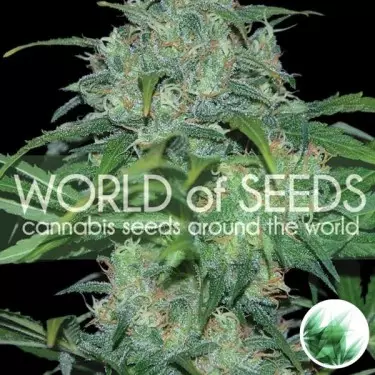 Wildes Thailand von World of Seeds, feminisiert - Günstig anbauen