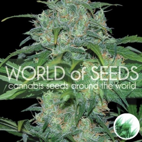 Wildes Thailand von World of Seeds, feminisiert - Günstig anbauen