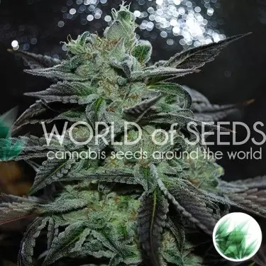 Strawberry Blue von World of Seeds feminisiert - Günstig anbauen