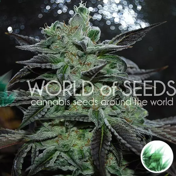 Sicht Strawberry Blue von World of Seeds feminisiert - Günstig anbauen