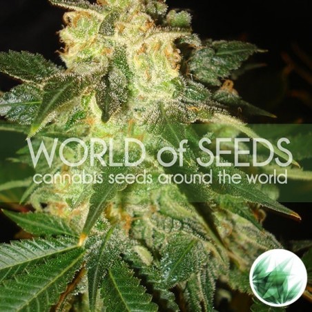 Pakistan Ryder Auto von World of Seeds - Günstig anbauen