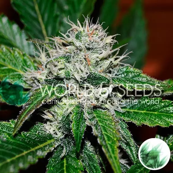 Amnesia Ryder von World of Seeds feminisiert - Grow Billig