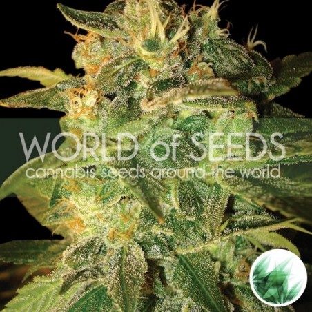 Sugar Mango Ryder Auto von World Of Seeds - Billig anbauen