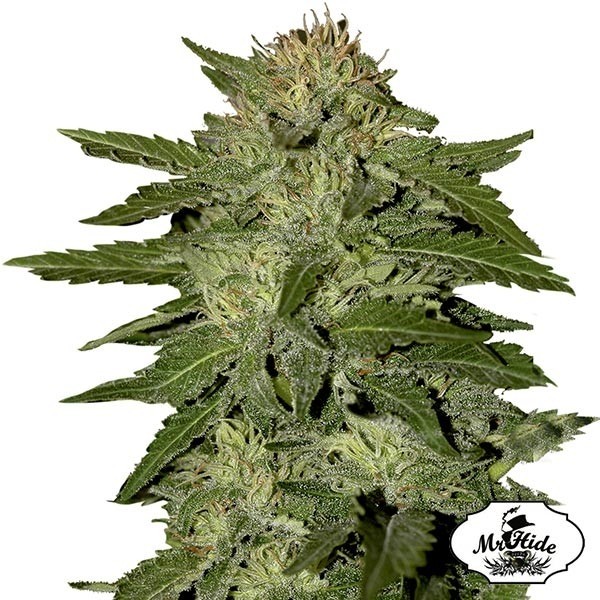 View Auto White Widow