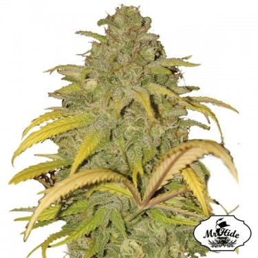 Auto Northern Cream Samen von Mr Hide Seeds - Günstig Anbauen