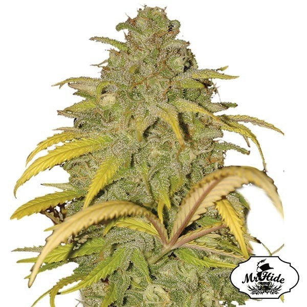 View Auto Northern Cream Samen von Mr Hide Seeds - Günstig Anbauen