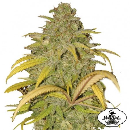 Auto Northern Cream Samen von Mr Hide Seeds - Günstig Anbauen