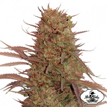 Auto Cream Mass Samen von Mr Hide Seeds - Günstig anbauen