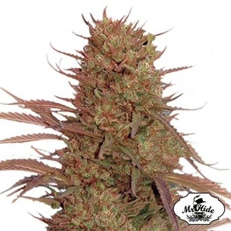 Auto Cream Mass Samen von Mr Hide Seeds - Günstig anbauen