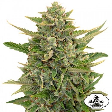 Auto Amnesia - Mr Hide Seeds - 100% weiblich - Günstig anbauen